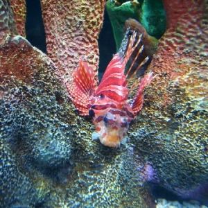 fish1