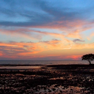 sunset-tree-1024x680