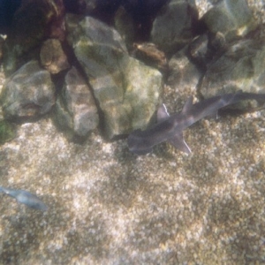shark_reef1