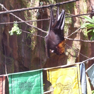 bat