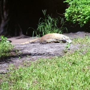 komodo