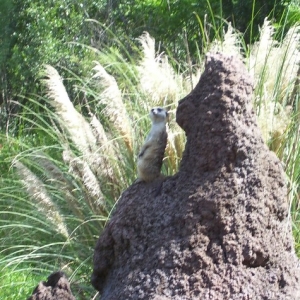 meerkat