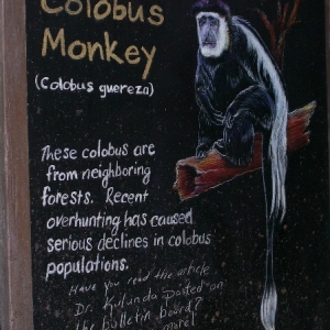 monkey