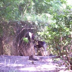 okapi