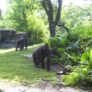 gorilla1