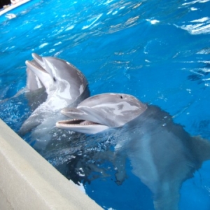 Dolphin Nursery at Sea World