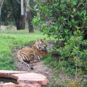 Animal Kingdom