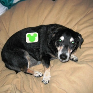 bingo and lime green mickey