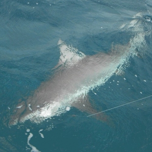 7' Shark caught at Castaway Cay 10-13-07