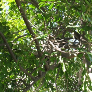 Raccoon in my tree, 10-19-2007
