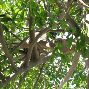 Raccoon in my tree, 10-19-2007