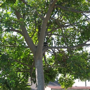Raccoon in my tree, 10-19-2007