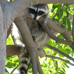 Raccoon in my tree, 10-19-2007
