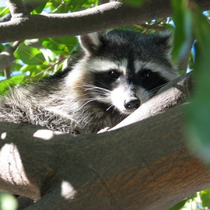 Raccoon in my tree, 10-19-2007