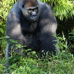 Gorilla