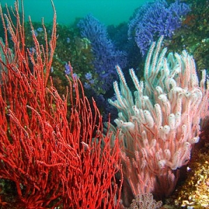 california_coral