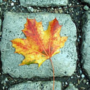 leaf