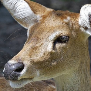 Deer at AK