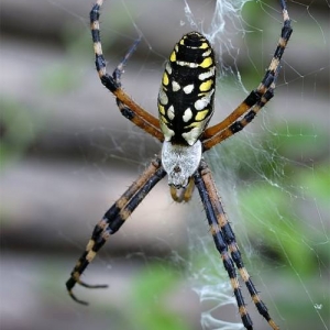 Spider on Tom Sawyer island