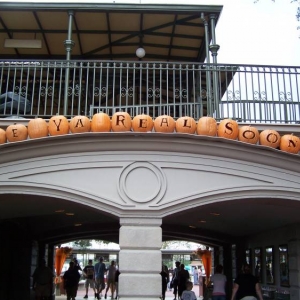 MNSSHP decor