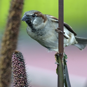 Bird eating seeds
