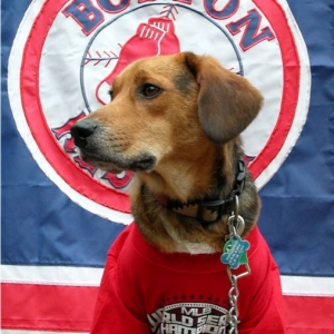 Chester celebrates Sox WS victory