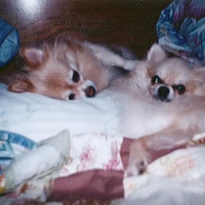 Baby_and_Buddy