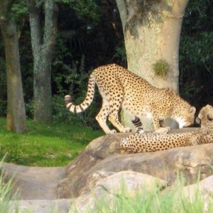 20070414 AK Cheetahs 1