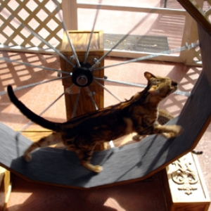mitichie_f2_exercise_wheel