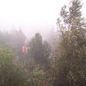 Fog