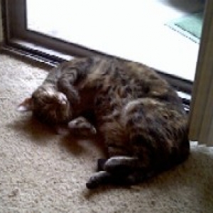 kitty tanning salon