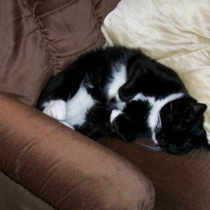 snoozing