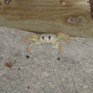 Vero Beach Crab
