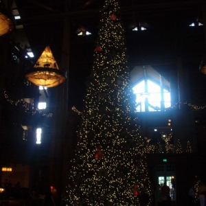 Wilderness Lodge Tree