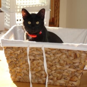 basket