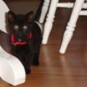 Under_the_table_is_my_favorite_place