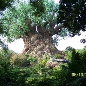 Tree of Life