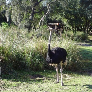 Ostrich from Safari