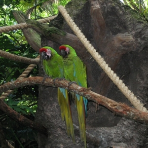 Animal Kingdom Birds 10-2007