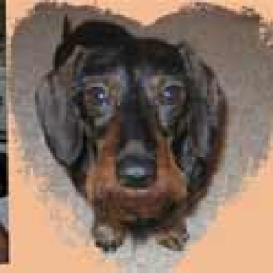 doxiessmall