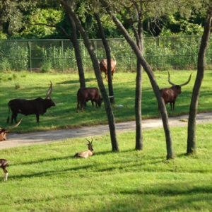 1_Animals