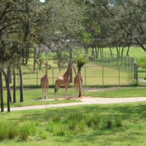 1_Giraffe