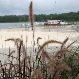 Beach - Wilderness Lodge