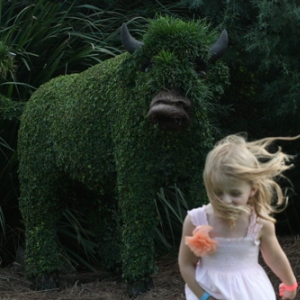 Buffalo Stampede - Wilderness Lodge