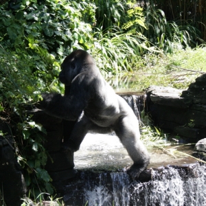 Silver Back Gorilla - Animal Kingdom