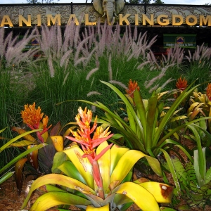 Animal Kingdom Entrance