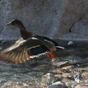 Ducks - out of the pool! - Wilderness Lodge