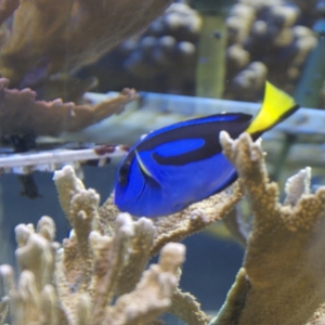 It's Dorey! - The Seas, EPCOT