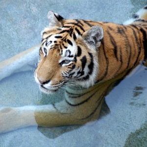 Cool Tiger