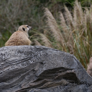 Timon?